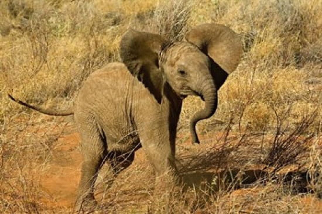 Baby African Elephant Samburu Game Reserve Kenya Canvas Art - Adam Jones DanitaDelimont (35 x 24)