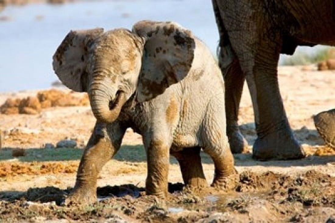 Baby African Elephant in Mud Namibia Canvas Art - Joe Restuccia III DanitaDelimont (19 x 12)