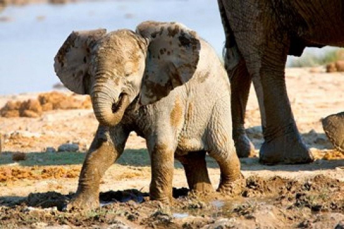 Baby African Elephant in Mud Namibia Canvas Art - Joe Restuccia III DanitaDelimont (38 x 25)