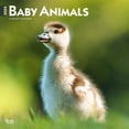 thumbnail image 1 of Baby Animals | 2024 12x24" (Hanging) Square Wall Calendar | BrownTrout, 1 of 8