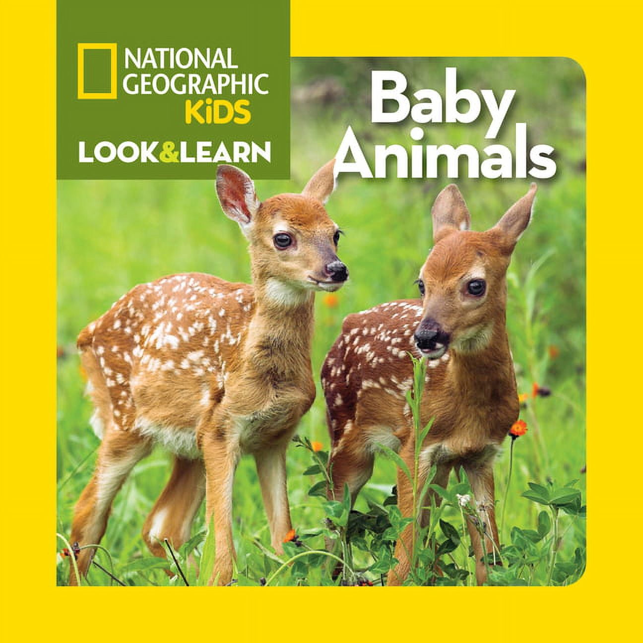 Baby Animals (Board Book)