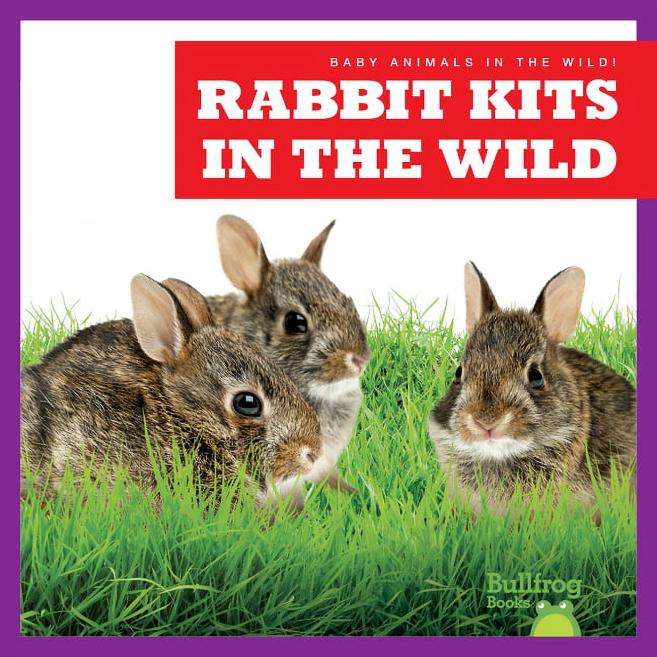 Baby Animals in the Wild! Rabbit Kits in the Wild, (Hardcover