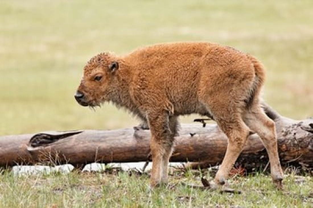 Baby Bison Yellowstone National Park Wyoming Canvas Art - Adam Jones DanitaDelimont (26 x 18)