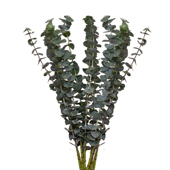 Baby Blue Eucalyptus - Farm Direct Fresh Cut Flowers - 50 Stems - Eucalyptus - by Bloomingmore