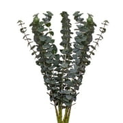 Baby Blue Eucalyptus - Farm Direct Fresh Cut Flowers - 50 Stems - Eucalyptus - by Bloomingmore