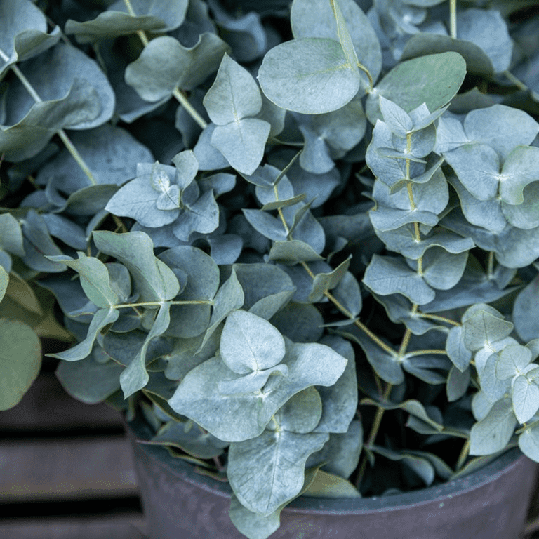 Baby Blue Eucalyptus Live Plant 2.5'' Pot, Live Eucalyptus Plant for Indoor  Outdoor - Walmart.com