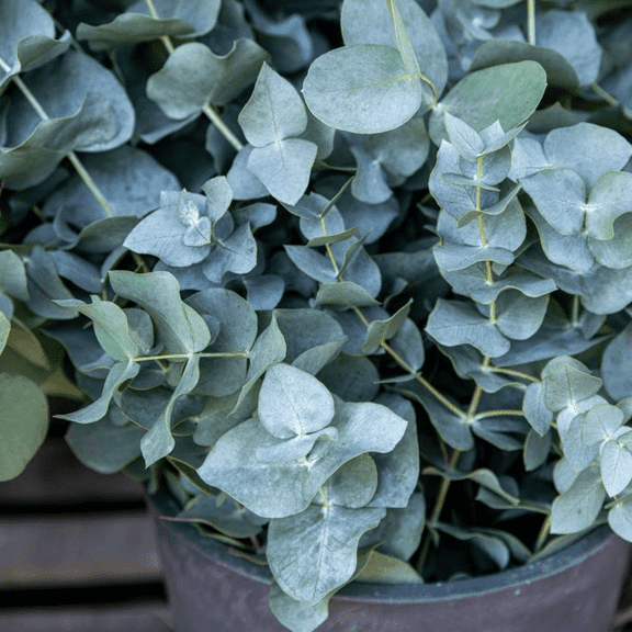 Baby Blue Eucalyptus Live Plant 2.5'' Pot, Live Eucalyptus Plant for Indoor Outdoor