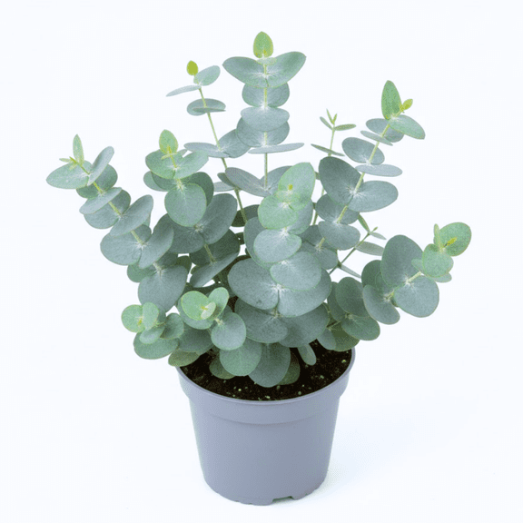 Baby Blue Eucalyptus Live Plant, 3 - 5 Inches Starter Plant, Fragrant Foliage, Eucalyptus Tree Live for Indoor Outdoor Gardening, 2.5 Inches Pot