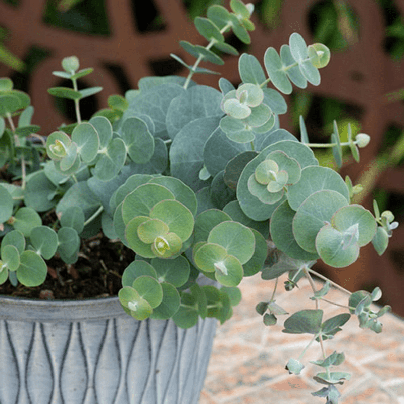 Baby Blue Eucalyptus Live Plant, Well Rooted for Planting Indoor Outdoor Landscape, 2.5 Inches Tall