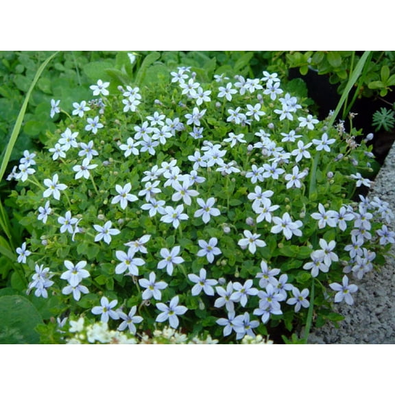 Baby Blue Star Carpet Plant - Pratia pedunculata  - 2.5" Pot -Fairy Garden Plant