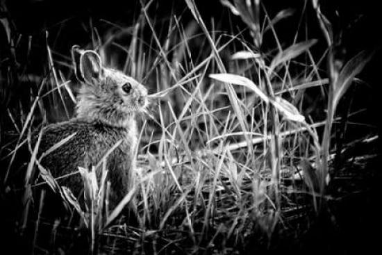 Baby Bunny II Canvas Art - Beth Wold (24 x 36)