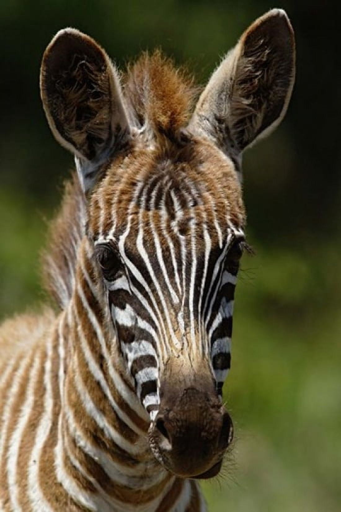 Baby Burchells Zebra Lake Nakuru National Park Kenya Canvas Art - Adam Jones DanitaDelimont (11 x 17)