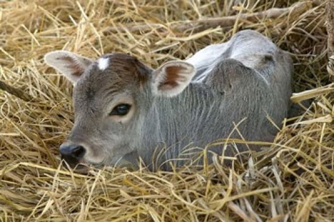 Baby Calf Cow Farm Animal Orissa India Canvas Art - Keren Su DanitaDelimont (26 x 17)