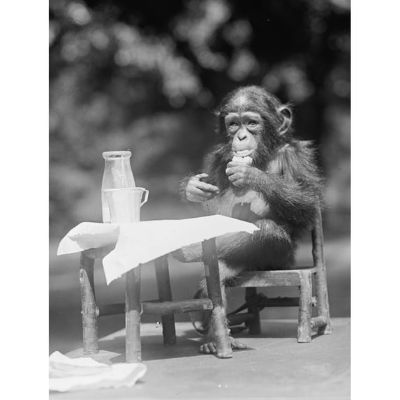 Baby Chimpanzee has a human style lunch at a table at the Washington Zoo Poster Print (18 x 24)
