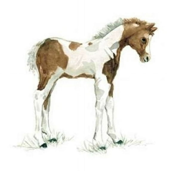 Baby Colt Poster Print by Carol Robinson