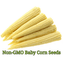 Baby Corn Seeds for Pickling | Non-GMO | Heirloom | Fresh Garden Seeds