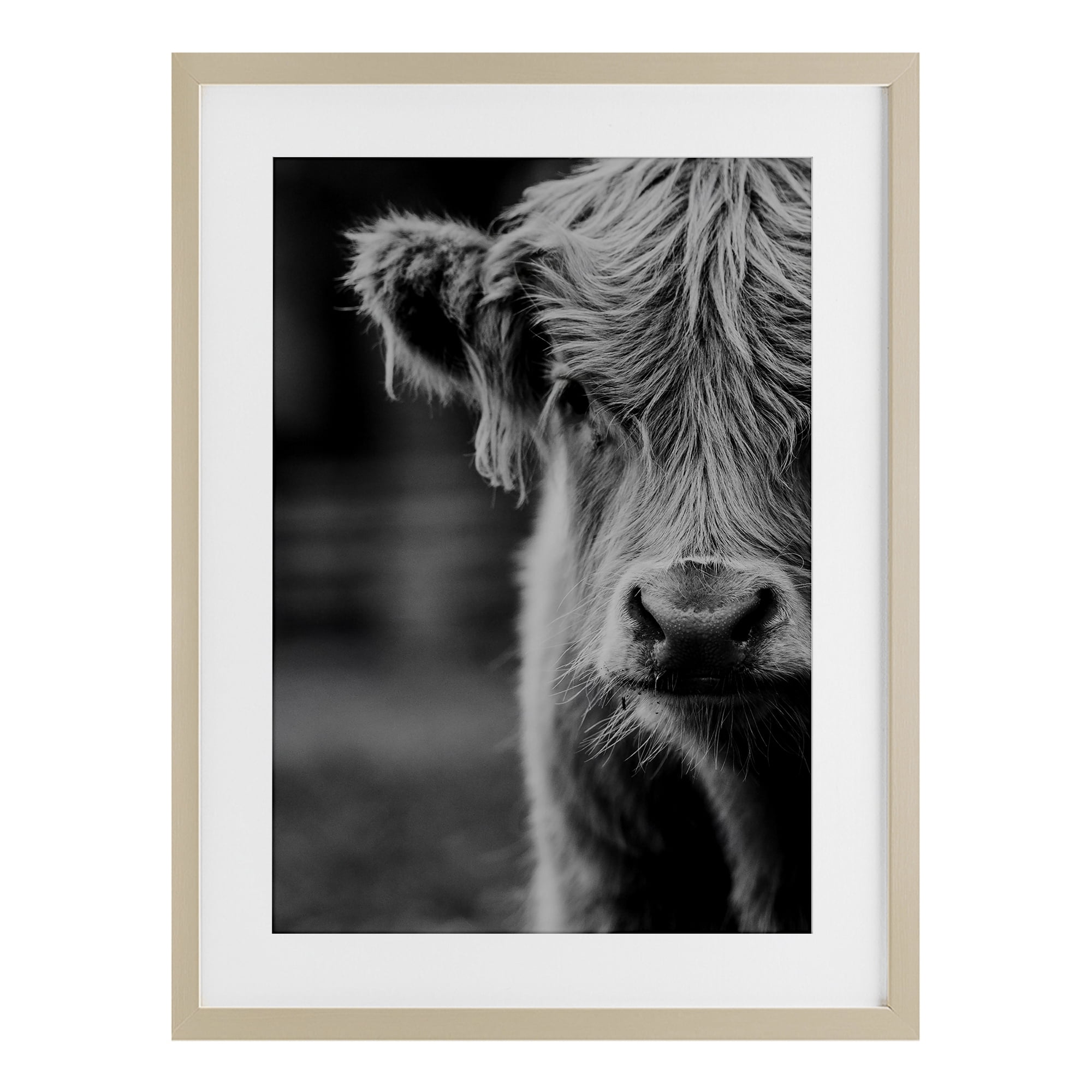 Baby Cow Face Birch Framed Print Under Glass, design by Amy Carroll