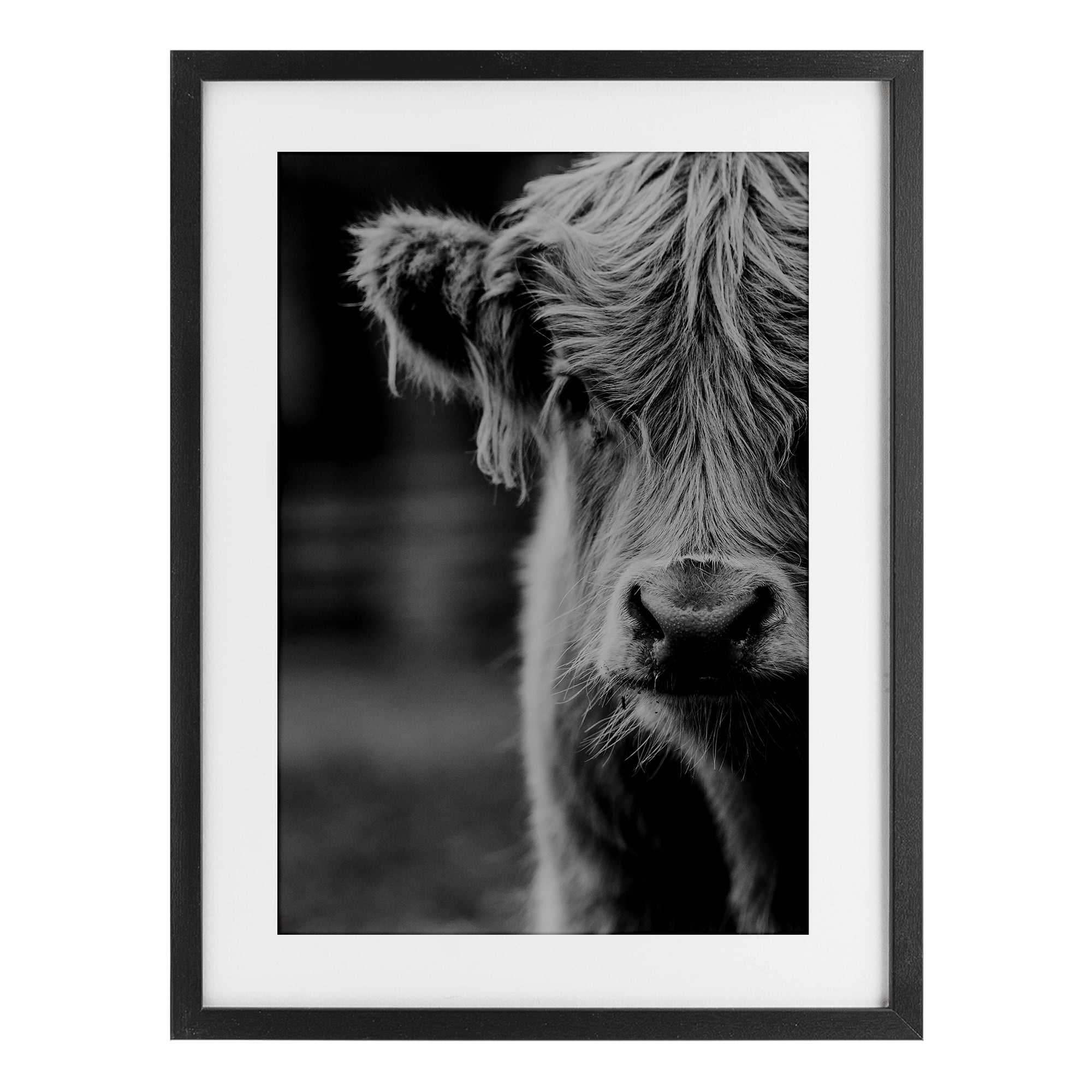 Baby Cow Face Black Framed Print Under Glass, design by Amy Carroll