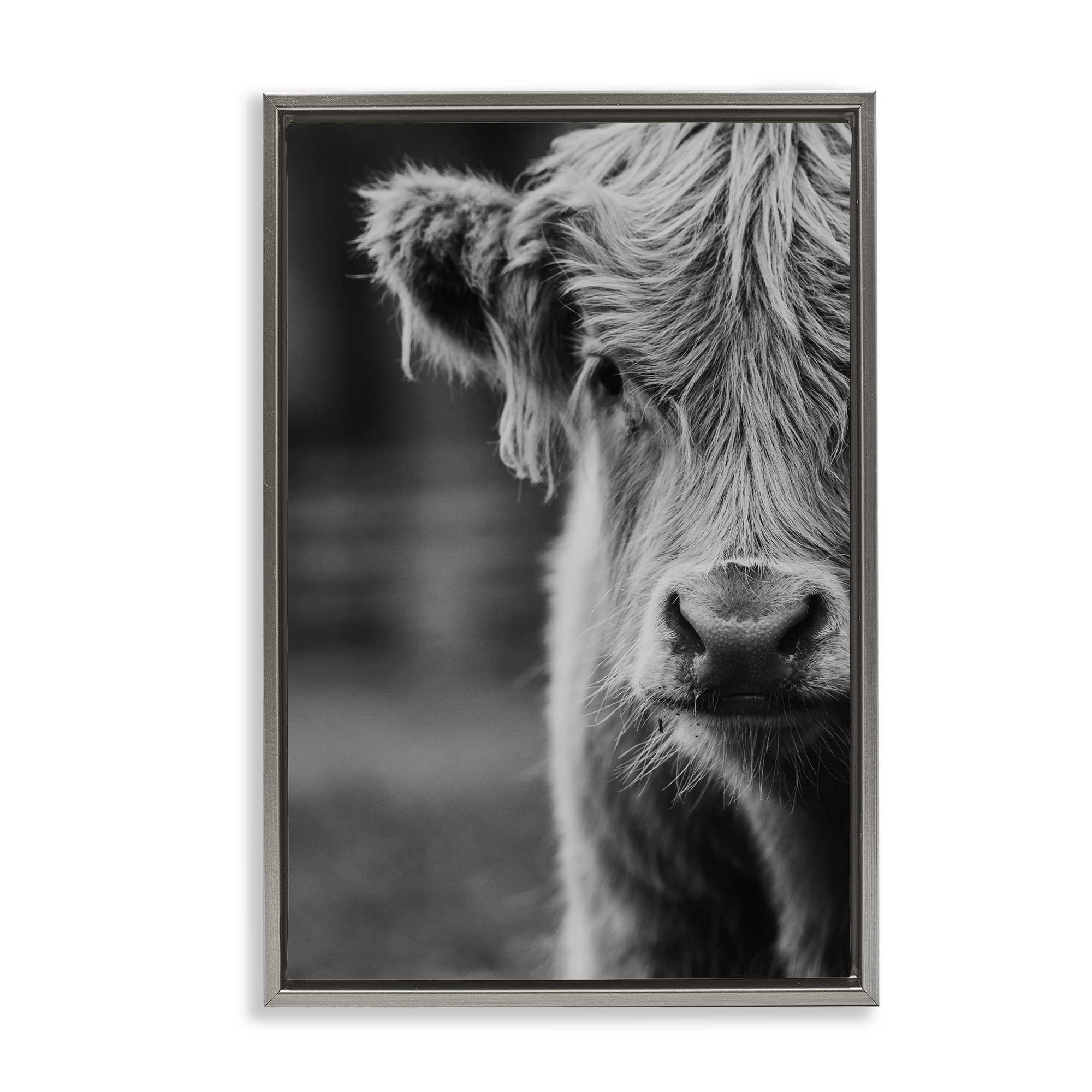 Baby Cow Face Gray Framed Floater Canvas Wall Art, design by Amy Carroll