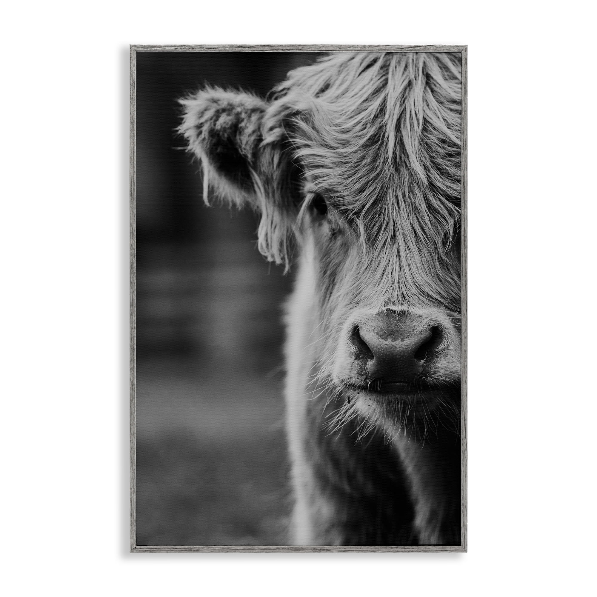 Baby Cow Face Gray Framed Giclee Art, design by Amy Carroll