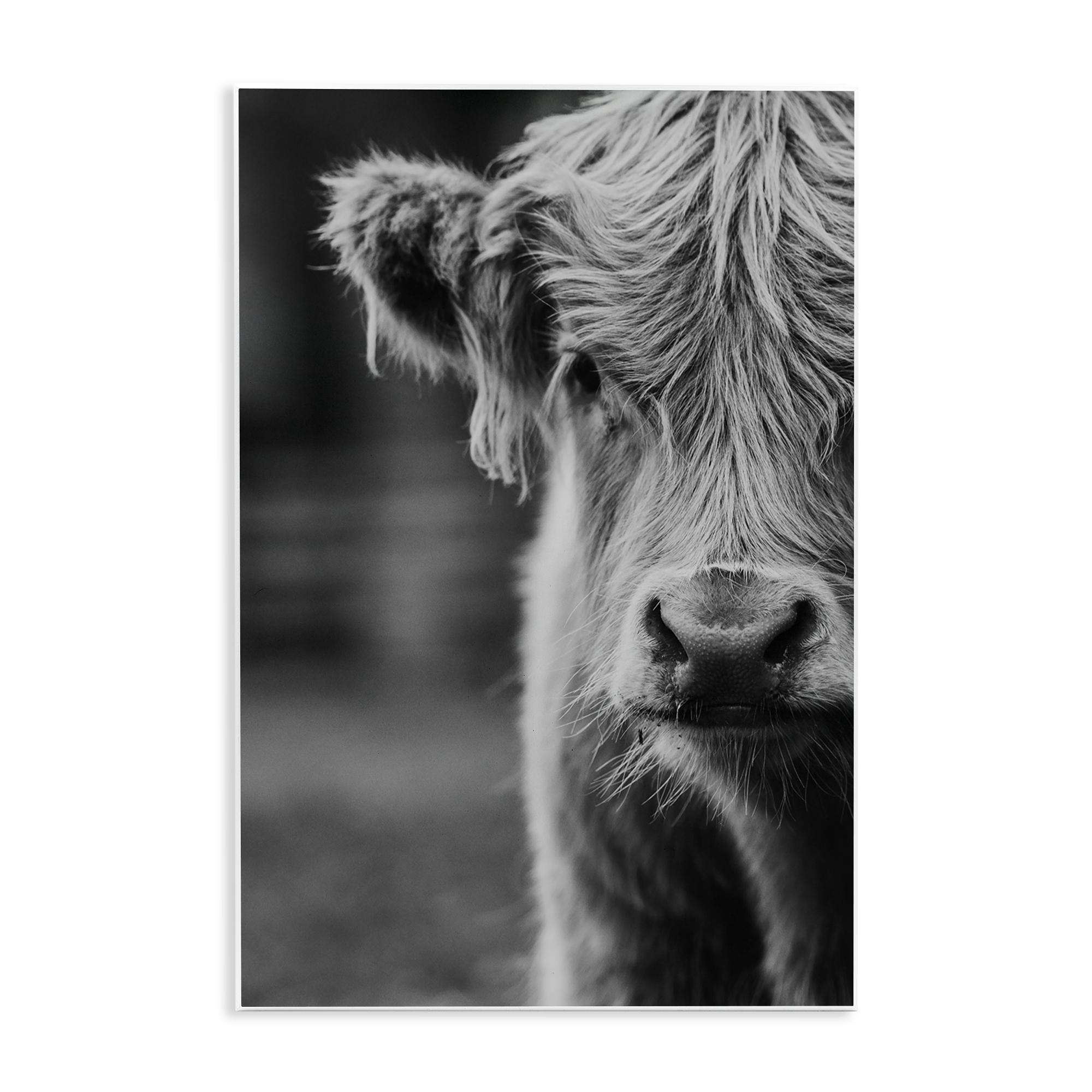 Baby Cow Face Wall Plaque Art, design by Amy Carroll