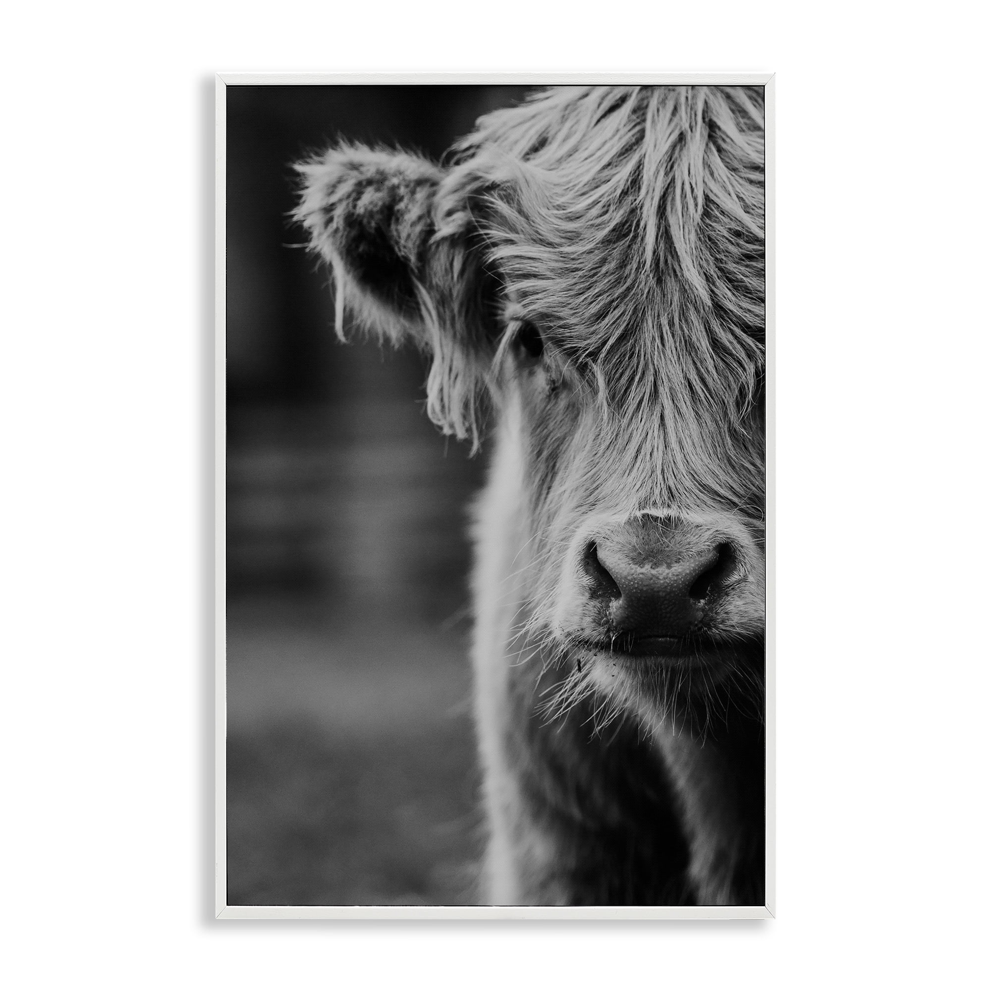 Baby Cow Face White Framed Giclee Art, design by Amy Carroll