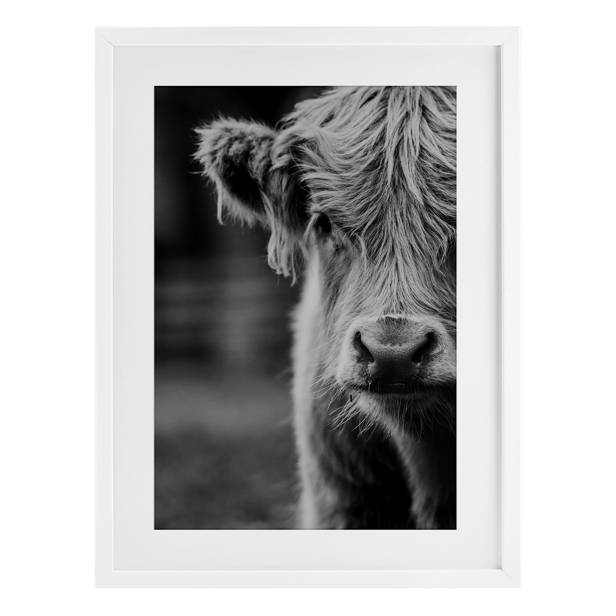 Baby Cow Face White Framed Print Under Glass, design by Amy Carroll