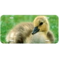 thumbnail image 1 of Baby Duck Novelty Car Auto License Plate, 1 of 2