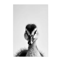 Baby Duck - Photography Black and White Wildlife Animal Portrait Minimalist Nature Unframed Wall Art Print 4 x 6 inches
