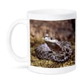 thumbnail image 1 of 3dRose, Baby Eastern Hognose Snake - NA02 DNO0497 - David Northcott, 15oz Mug, 1 of 7