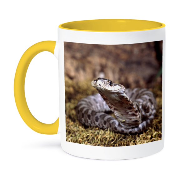 3dRose, Baby Eastern Hognose Snake - NA02 DNO0497 - David Northcott, 15oz Two-Tone Yellow Mug