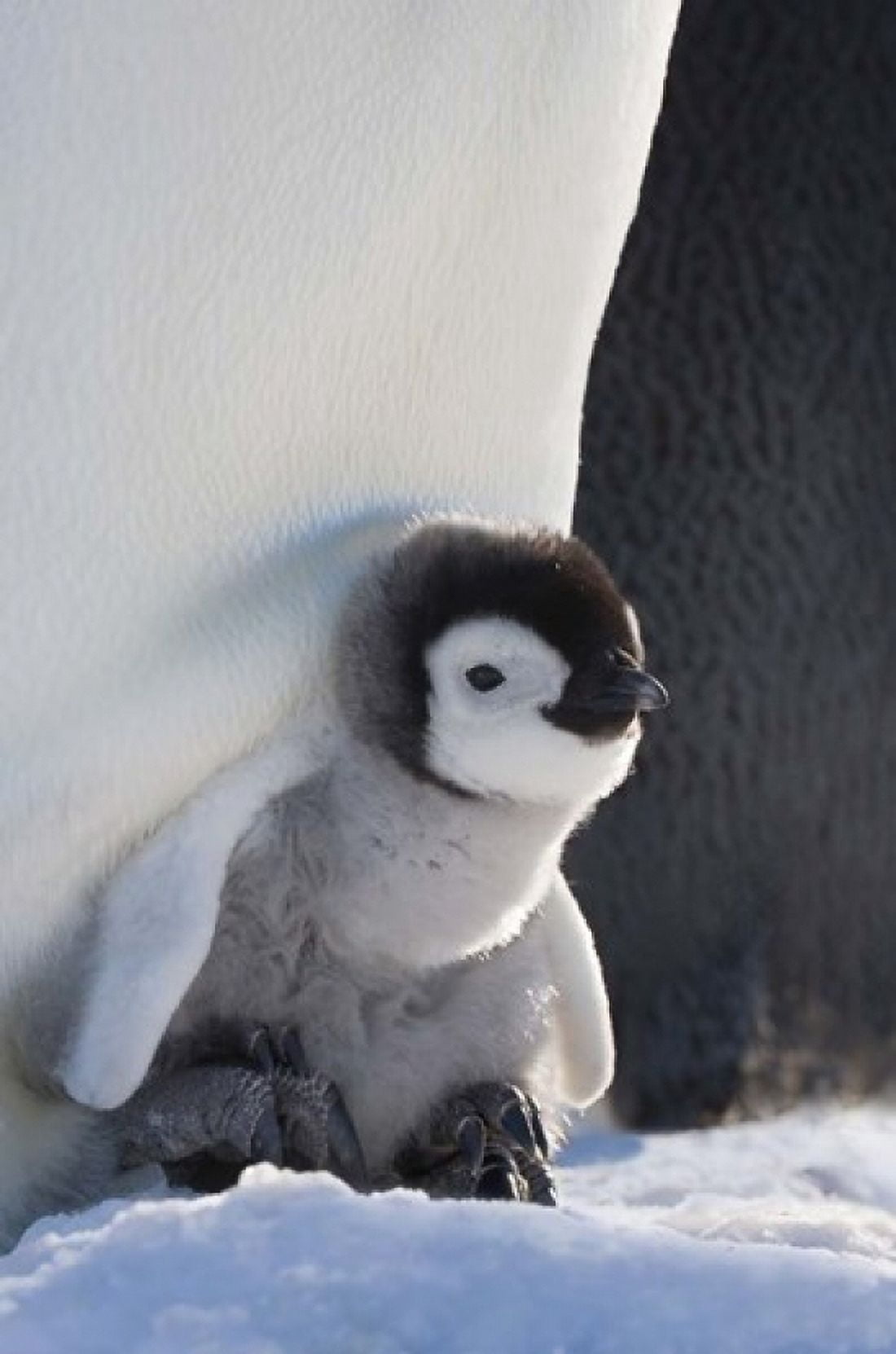 Baby Emperor Penguin Snow Hill Island Antarctica Canvas Art - Keren Su DanitaDelimont (11 x 17)