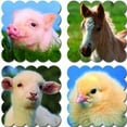thumbnail image 1 of Baby Farm Animals Scent: Baby, 1 of 1