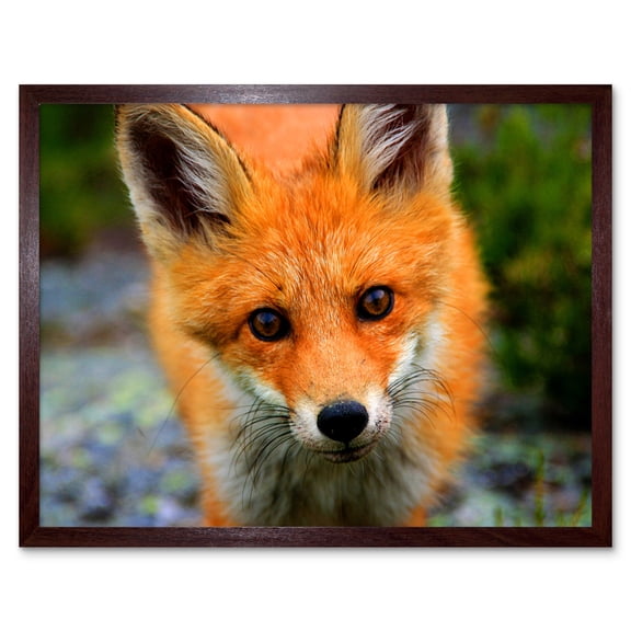 Baby Fox Portrait Cute Woodland Animal Wildlife Nature Photograph Art Print Framed Poster Wall Decor 12x16 inch
