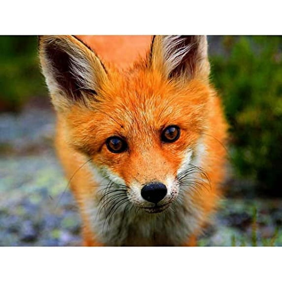 Baby Fox Portrait Cute Woodland Animal Wildlife Nature Photograph Unframed Wall Art Print Poster Home Decor