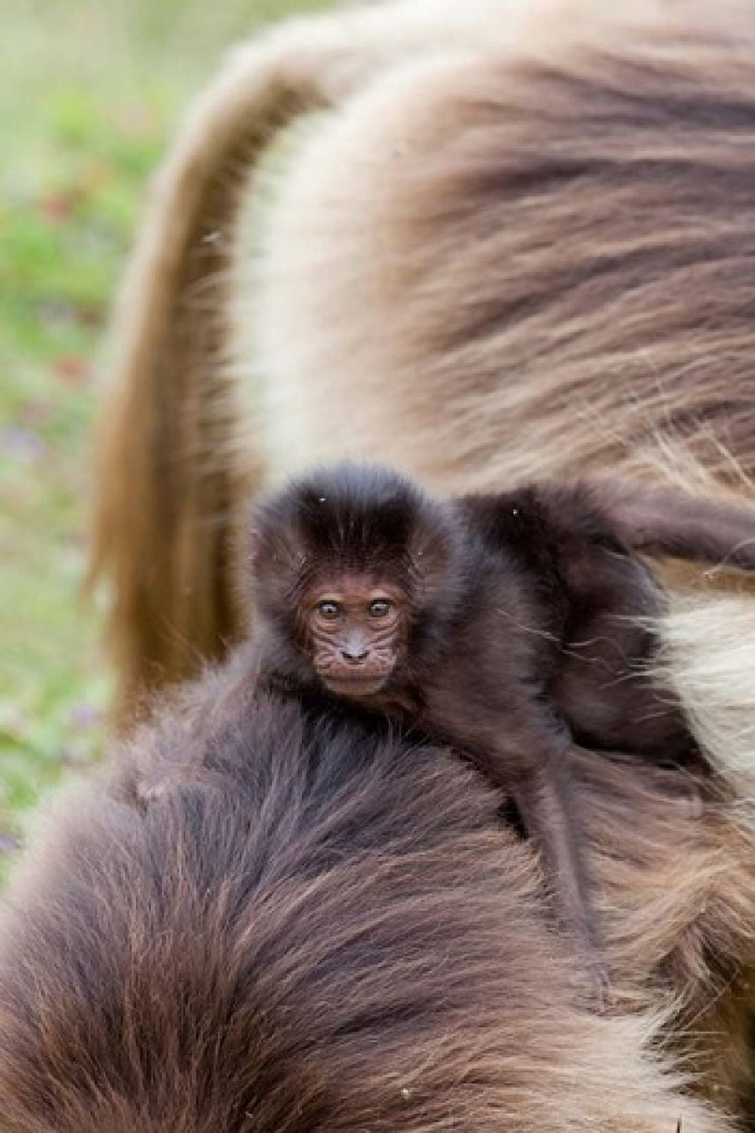 Baby Gelada Baboon primate Ethiopia Canvas Art - Martin Zwick DanitaDelimont (18 x 24)