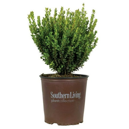 Southern Living Baby Gem Boxwood Live Shrub in 2-Gallon Grower Pot