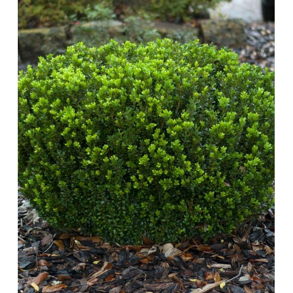 Baby Gem Boxwood-Compact Evergreen Shrub-Ideal for Low Hedges  12/15" h 3 Gallon
