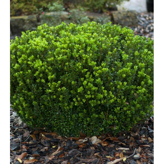 Baby Gem Boxwood-Compact Evergreen Shrub-Ideal for Low Hedges 12/15" h 3 Gallon
