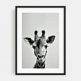 thumbnail image 1 of Baby Giraffe - Photography Animal Wildlife Black and White Minimalist Nature Portrait Surrealism Black Framed Wall Art Print 24 x 36 inches, 1 of 8