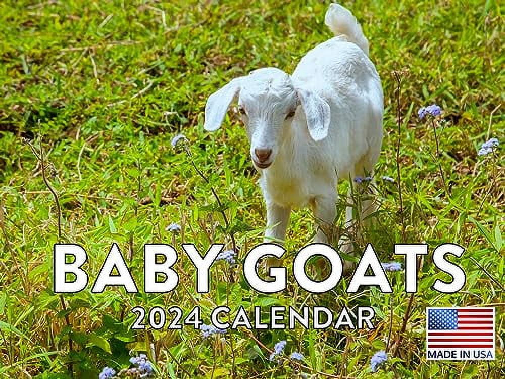 Baby Goat Calendar 2024 Wall Calander