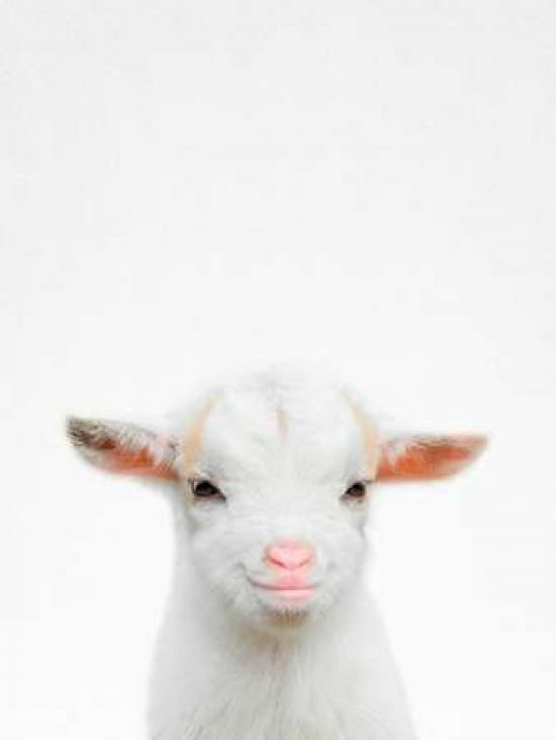 Baby Goat Canvas Art - Tai Prints (18 x 24)