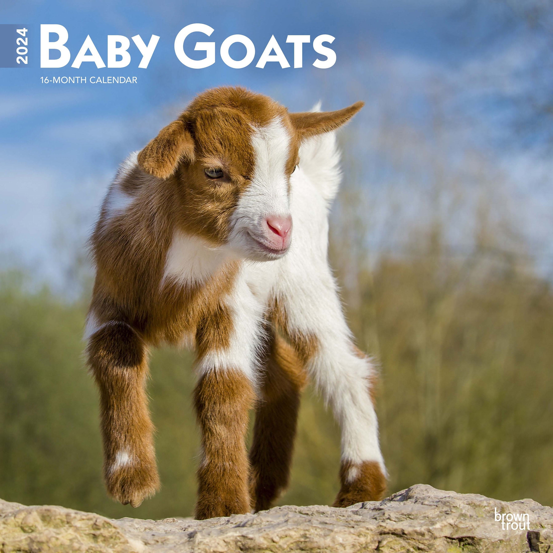 Baby Goats | 2024 12x24" (Hanging) Square Wall Calendar | BrownTrout