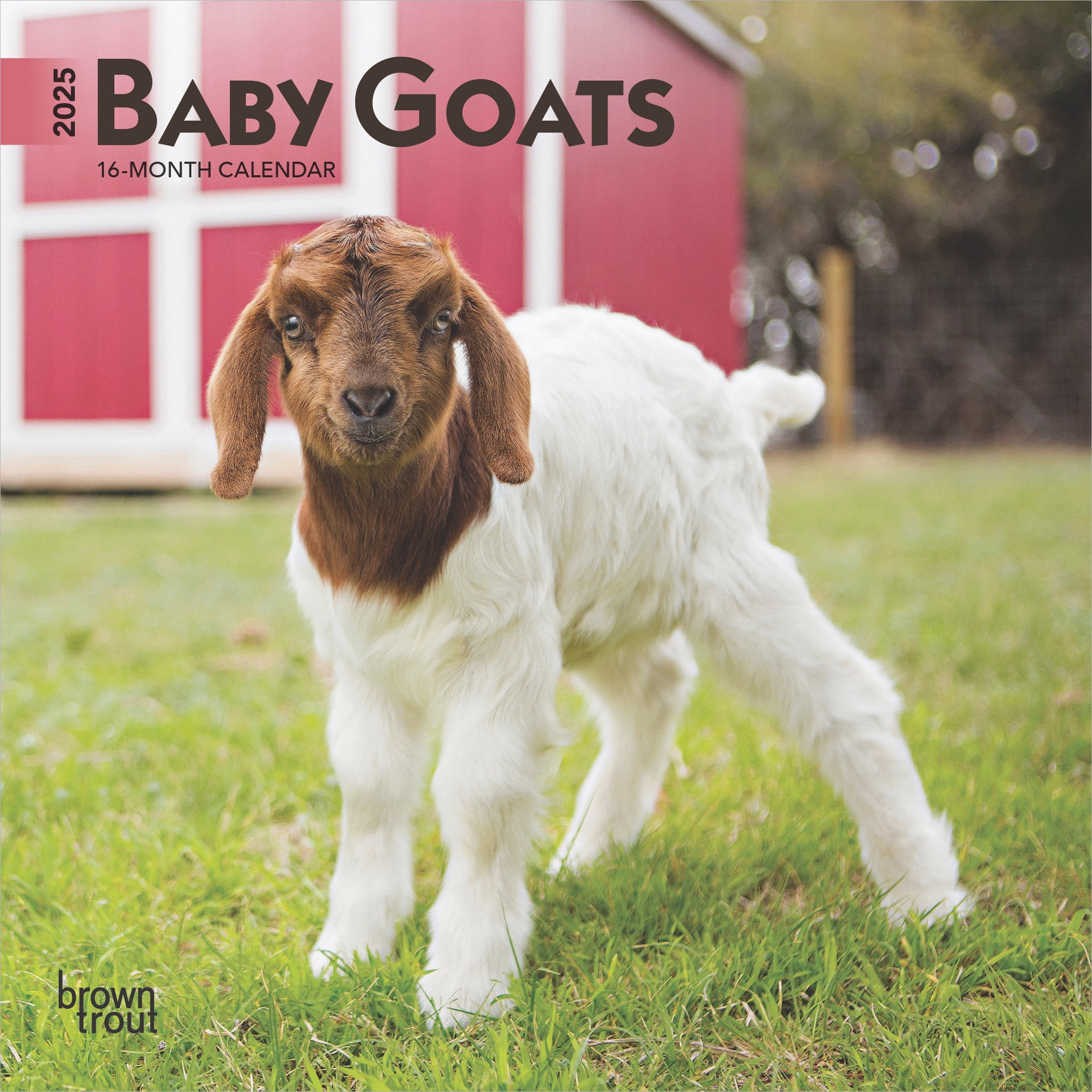 Baby Goats 2025 7x14" (Hanging) Mini Wall Calendar BrownTrout