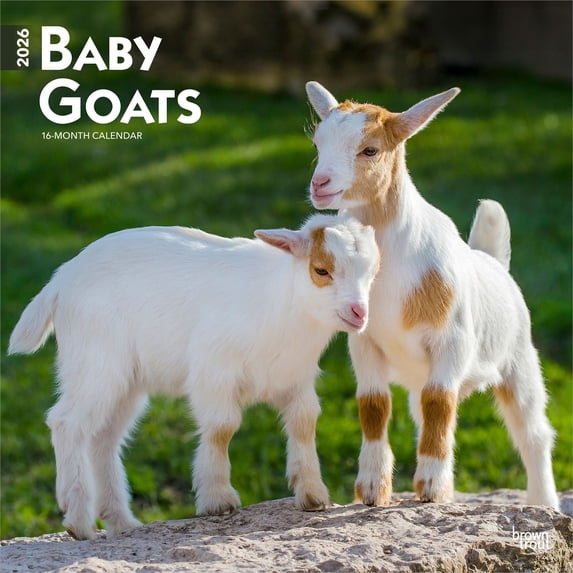 Baby Goats | 2026 12x24" (Hanging) Square Wall Calendar | Plastic-Free