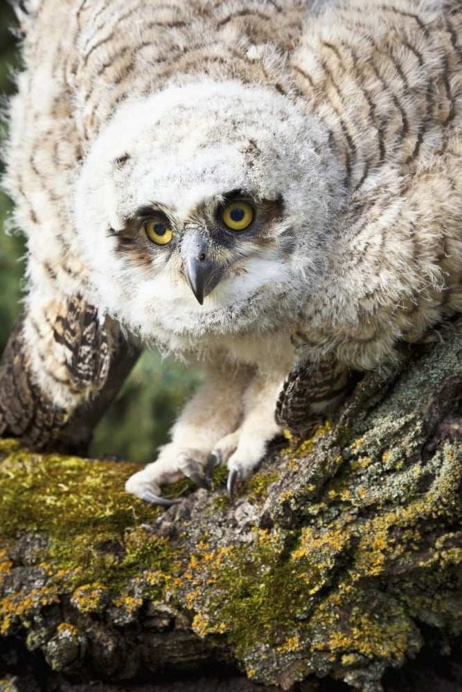 Baby Great Horned Owl (Bubo Virginianus) Leduc County Alberta Canada Canvas Art - Steve Nagy Design Pics (12 x 19)