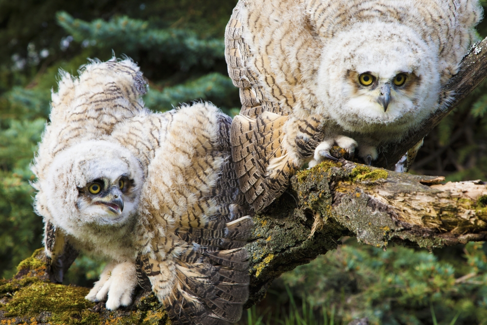 Baby Great Horned Owls (Bubo Virginianus) Leduc County Alberta Canada Canvas Art - Steve Nagy Design Pics (19 x 12)