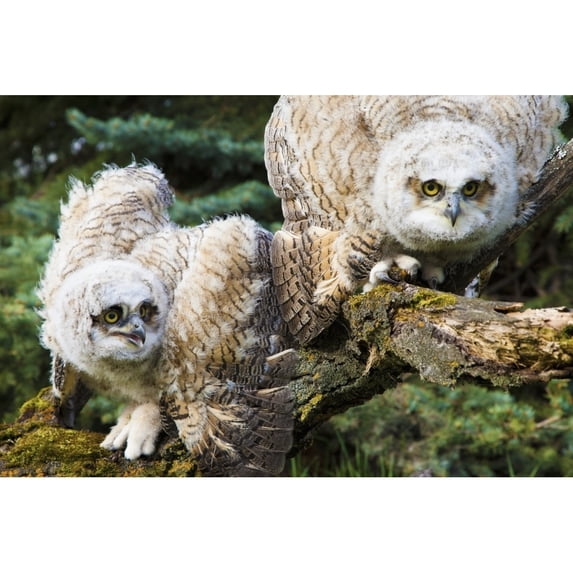 Baby Great Horned Owls (Bubo Virginianus); Leduc County, Alberta, Canada Poster Print (38 x 24)