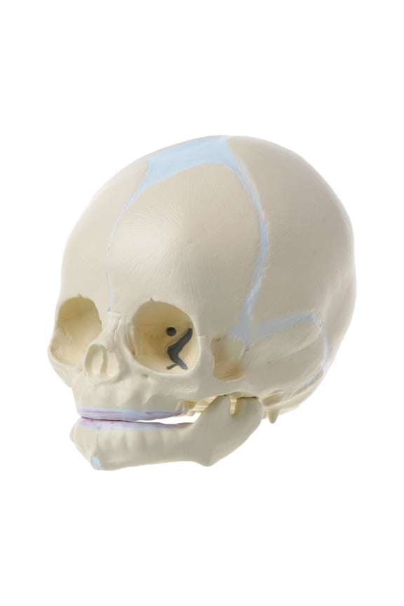 Baby Head Skeleton Anatomy Model with Moveable Lower Jaw Anatomical Skeleton Head Model for Classroom Demonstration