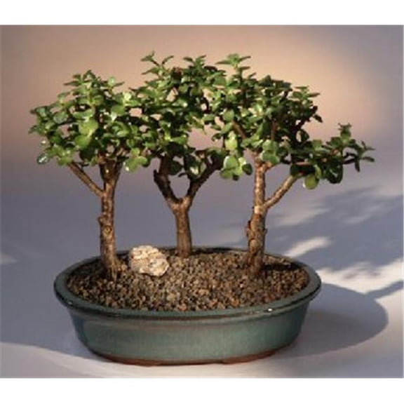 Baby Jade - 3 Bonsai Tree Group - Portulacaria Afra